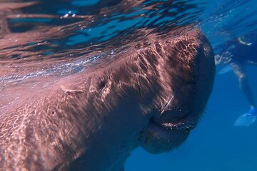Marsa Mubarak Snorkeling Tour with Turtles and Dugongs - Image 3