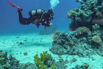 Full-Day Snorkeling and Scuba Diving Excursion in Hurghada - Image 2