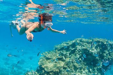 Ras Mohamed & White Island Diving & Snorkeling Trip with Lunch - Image 2