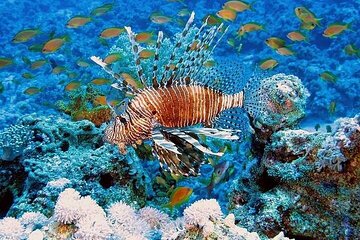Luxurious Yacht Excursion Diving with Water Sport and Lunch - Image 4