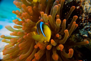 Scuba Diving Trip in El Gouna Two Dives - Image 1