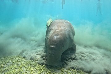 Marsa Mubarak by Luxury Boat Swimming with Dugong and Turtle - Image 2
