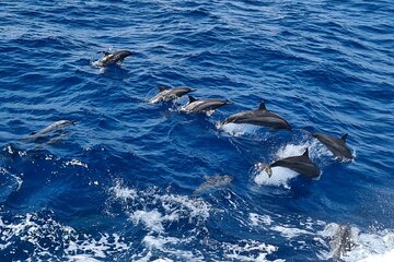 Marsa Mubarak by Luxury Boat Swimming with Dugong and Turtle - Image 3