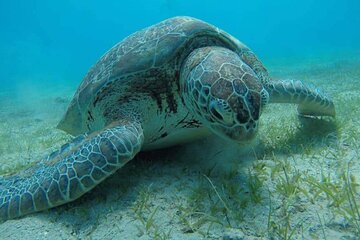 Marsa Mubarak by Luxury Boat Swimming with Dugong and Turtle - Image 4