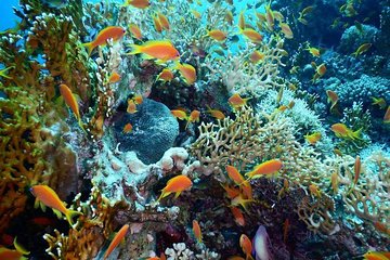 Red Sea Diving Trip from Hurghada: Beginner to Advanced Divers - Image 1