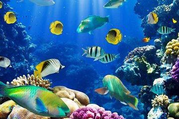 From Hurghada: Paradise Island Full-Day Snorkeling Tour - Image 3