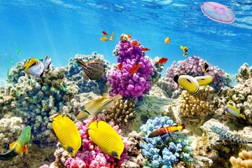 From Hurghada: Paradise Island Full-Day Snorkeling Tour - Image 4