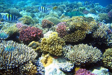 From Hurghada: Sharm El Naga Full-Day Snorkeling Tour - Image 2