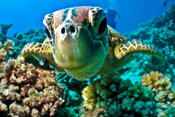 From Hurghada: Sharm El Naga Full-Day Snorkeling Tour - Image 3