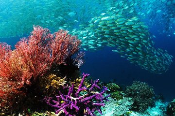 From Hurghada: Sharm El Naga Full-Day Snorkeling Tour - Image 4