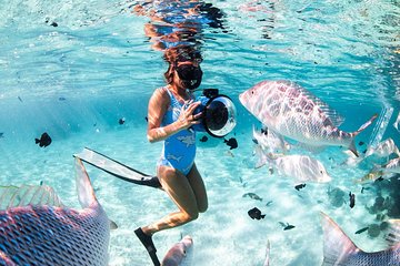 Orange Bay Full-Day Snorkeling With lunch - Image 4
