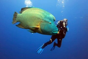 Sharm El Sheikh: Ras Mohamed, White Island, Snorkel and Diving - Image 4