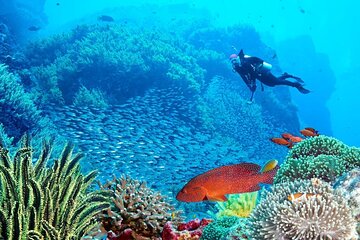 Tiran Island Cruise Experience with Intro Dive in Sharm El Sheikh - Image 2