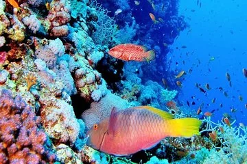 Snorkeling Cruise from Hurghada to Mahmaya, Giftun Islands - Image 2