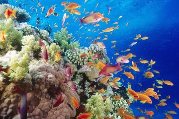 Snorkeling Cruise from Hurghada to Mahmaya, Giftun Islands - Image 3