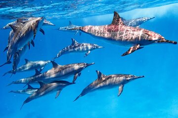 Marsa Alam Snorkeling Trip to Satayh Dolphin Reef - Image 2
