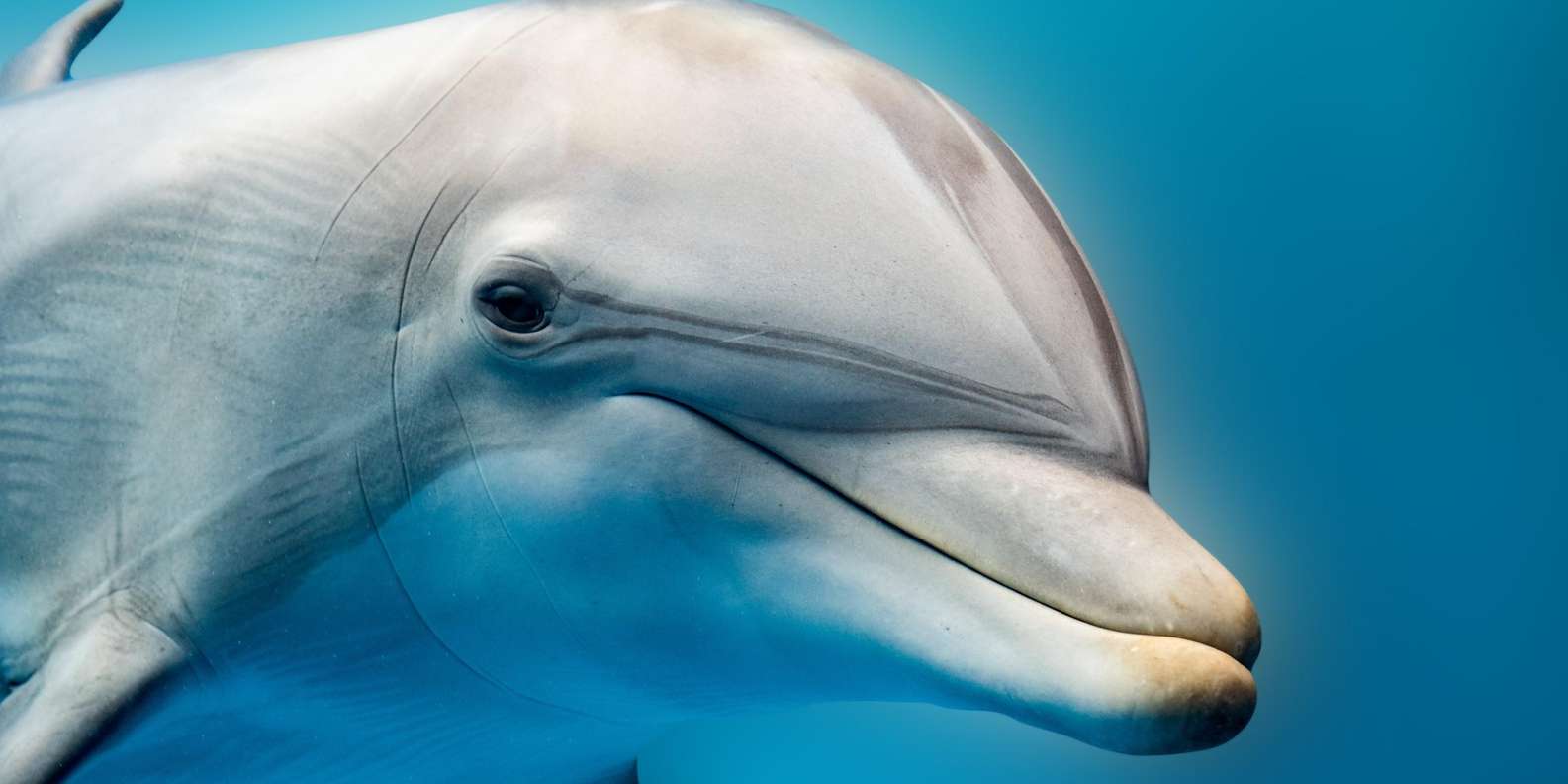 : Hula Hula Island Speedboat Adventure With Dolphins