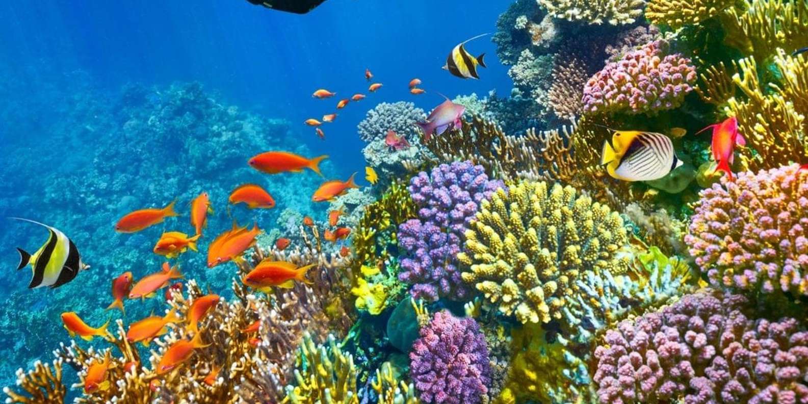 Sharm El Sheikh: Red Sea Diving Or Snorkeling
