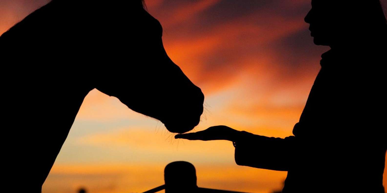 Hurghada: Sea & Desert Horse Ride, Dinner & Stargazing