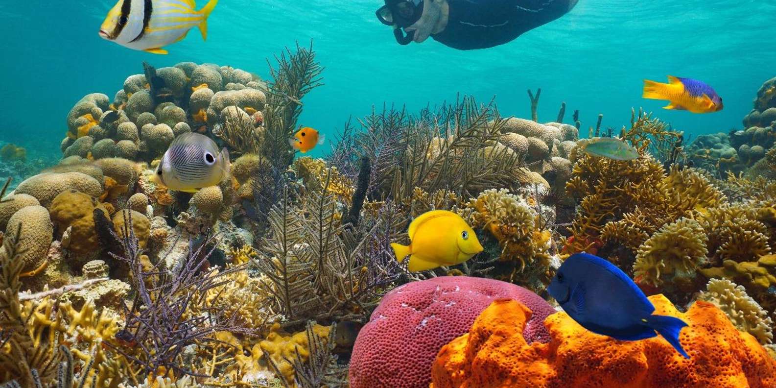 Sharm El Sheikh: Luxury Boat Cruise with Snorkelling & Lunch